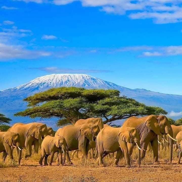 African elephants with Mount Kilimanjaro in the background, Amboseli